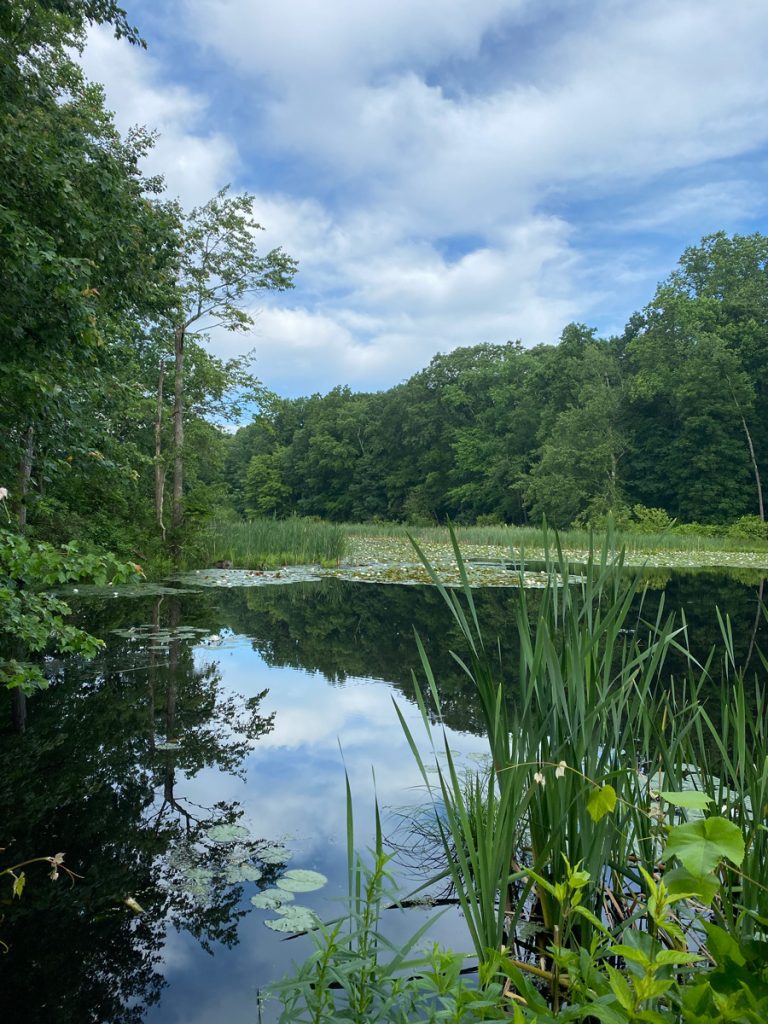 Swampy area at Muriel Hepner Park in Denville NJ - DenvilleGuide.com
