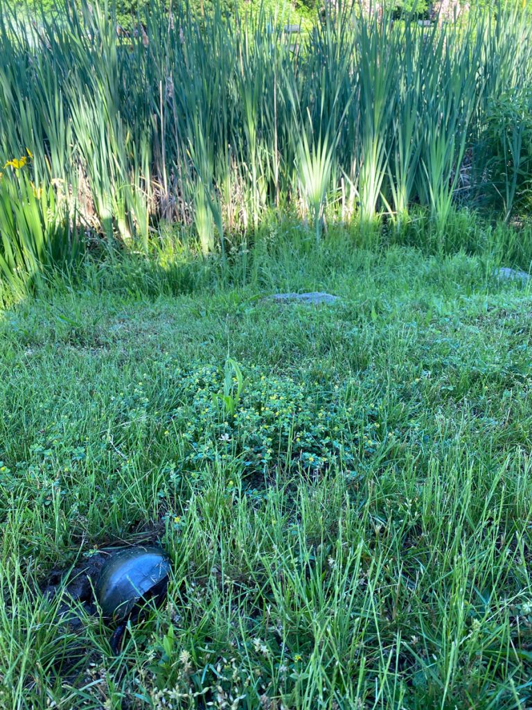 Spot the turtle at Muriel Hepner Park in Denville NJ - DenvilleGuide.com