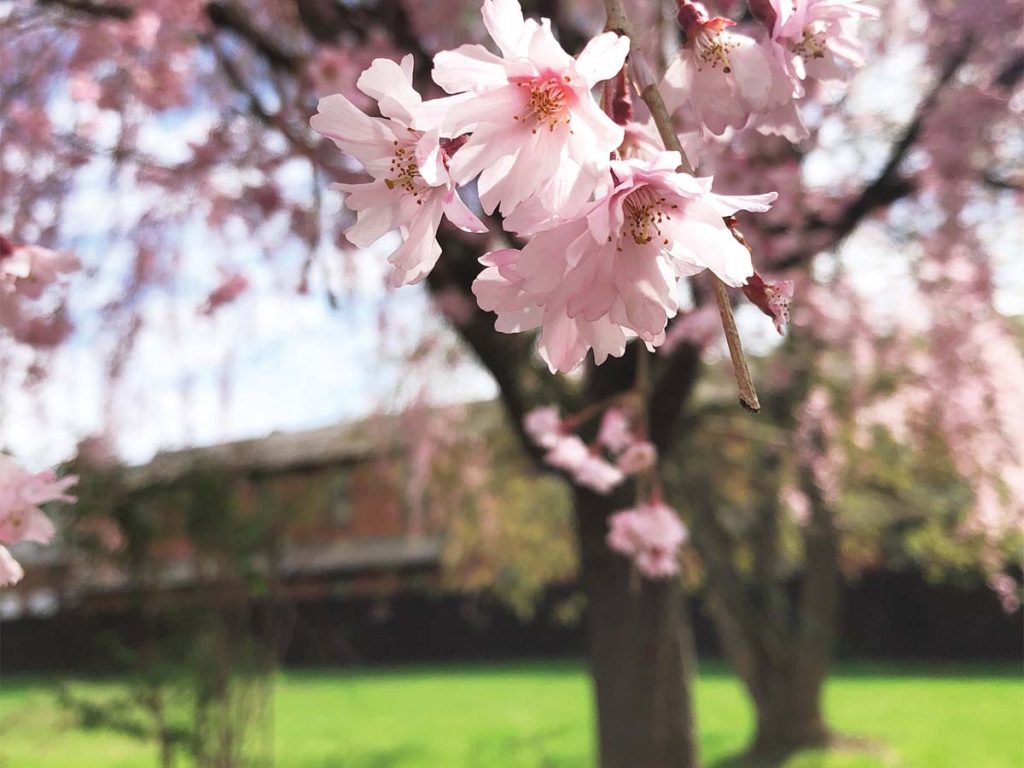 Spring in Denville, NJ - denvilleguide.com