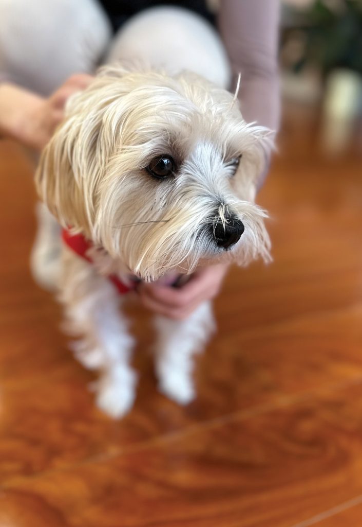 Dogs of Boonton, NJ - boontonguide.com