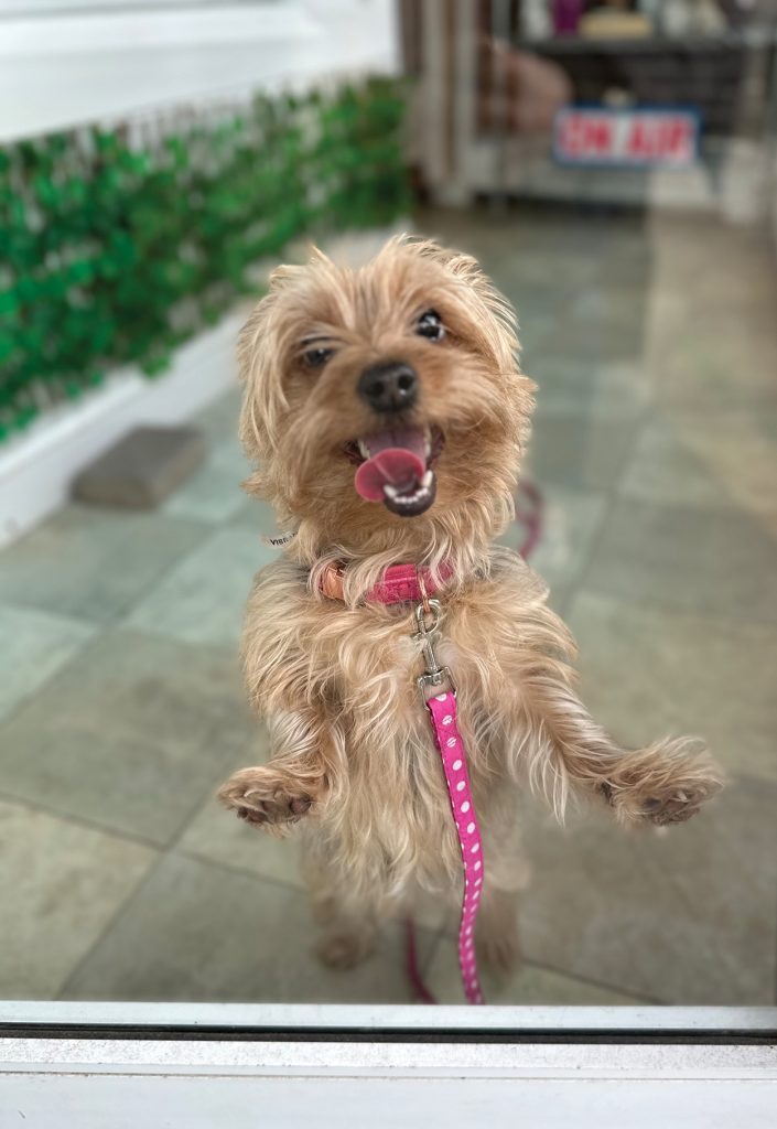Groovy Groomers in Boonton, NJ - boontonguide.com