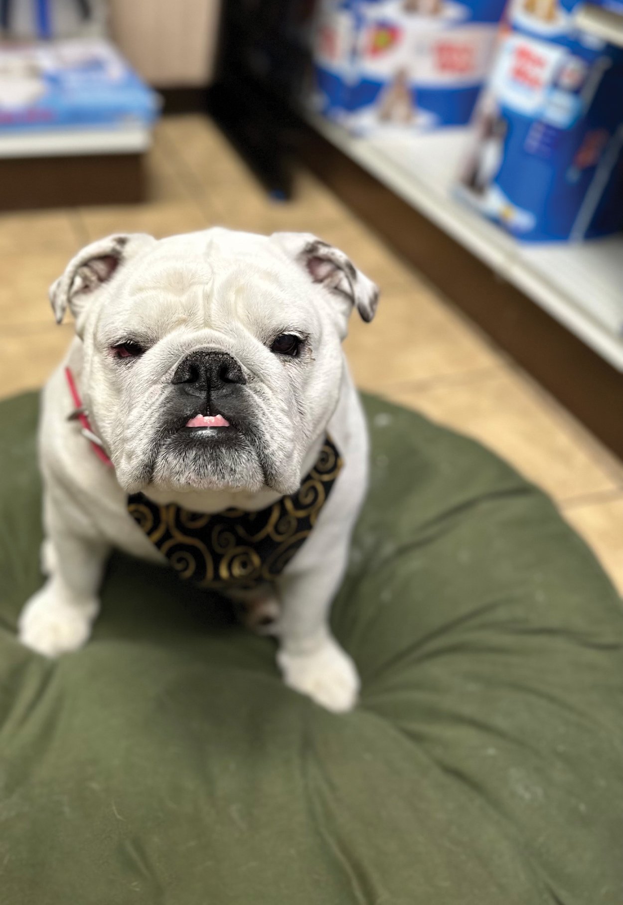 Dogs of Rockaway, NJ - rockawayguide.com