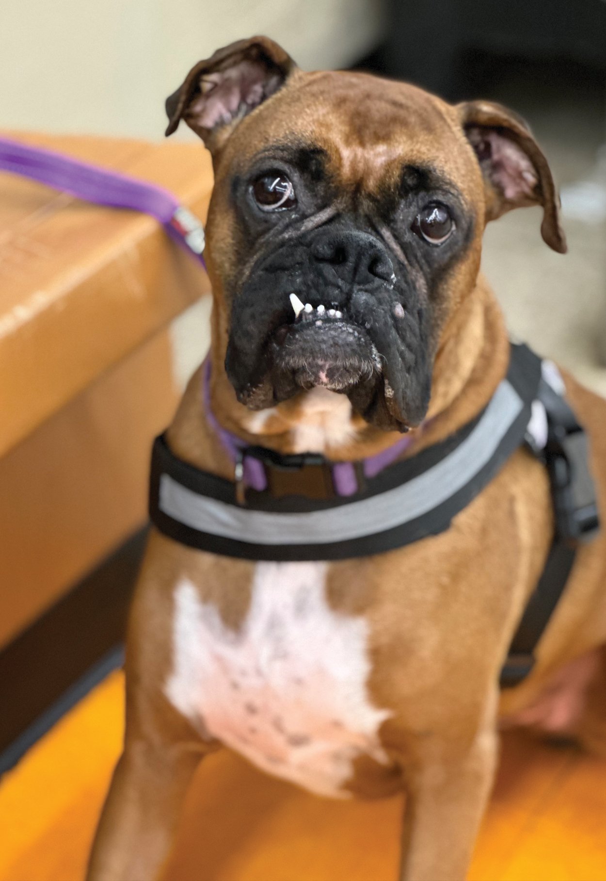Dogs of Rockaway, NJ - rockawayguide.com