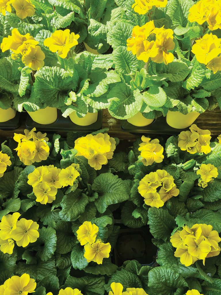 Flowers from Home Depot in Parsippany, NJ - parsippanynjguide.com