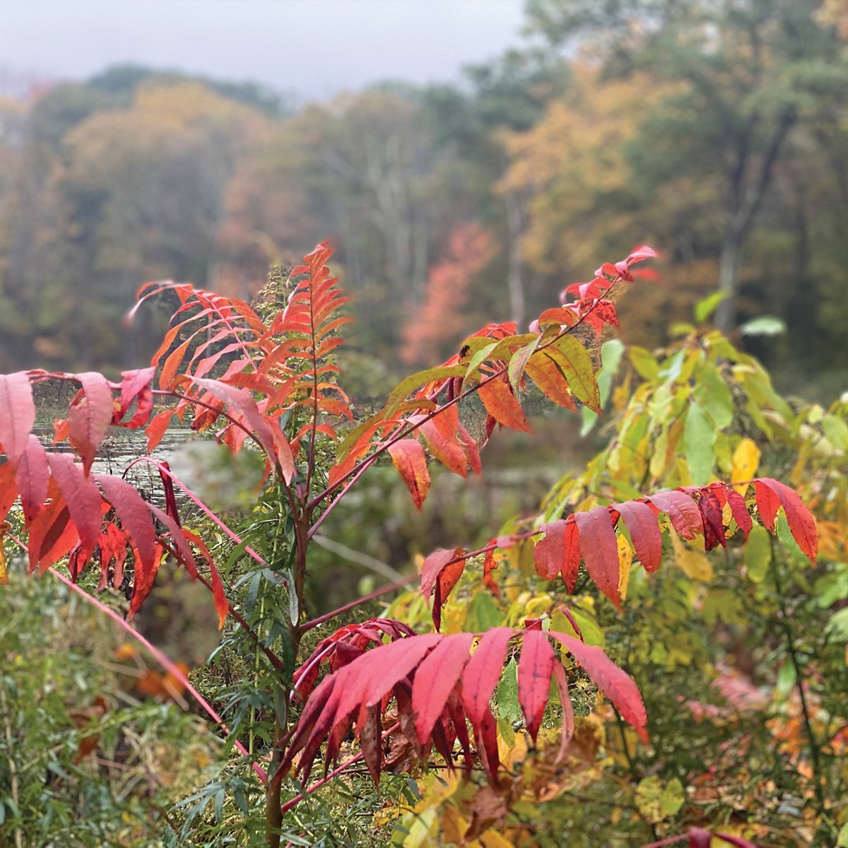 Fall in Rockaway, NJ - rockawayguide.com