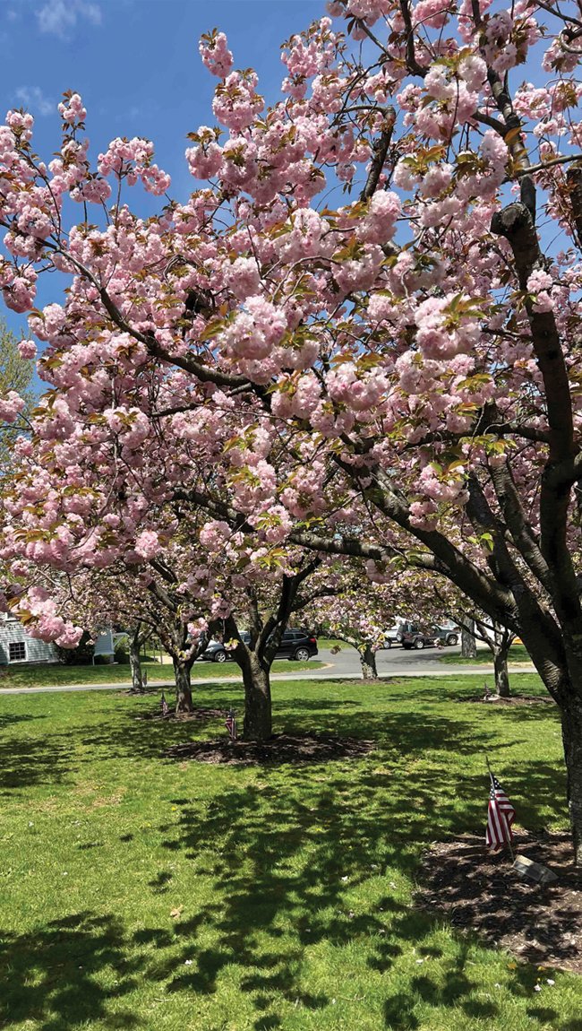 Cherry Blossoms in Madison, NJ - morriscountynjguide.com